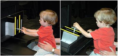 Habituation and Dishabituation in Motor Behavior: Experiment and Neural Dynamic Model